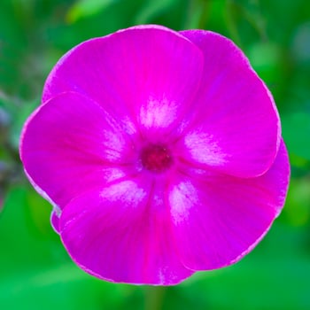 Close up view on a pink flower of phlox plant on a background green garden in bokeh photo