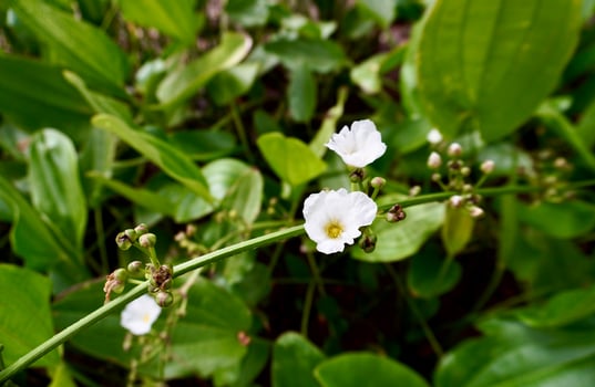 Echinodorus palifolius, mexican sword plant, or bunga melati air white flower isolated on horizontal ratio green leaves background. photo