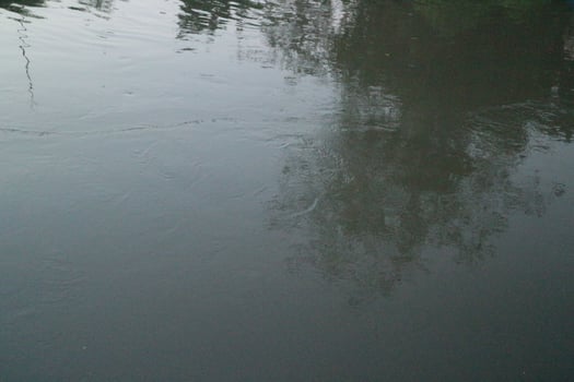 Water body reflect the tree photo