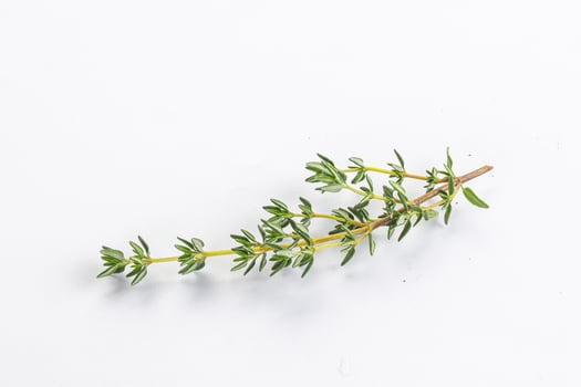 Aroma seasoning thyme stem with leaves photo