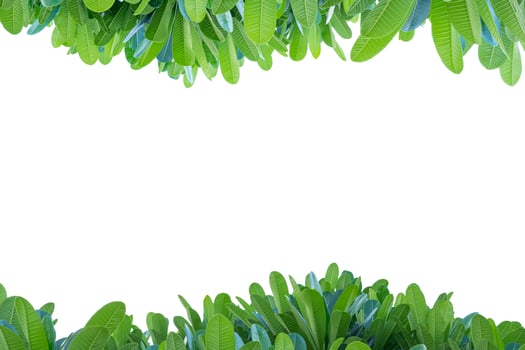 Plumeria leaves on top and bottom are empty spaces in the middle., White isolated background. Blank space photo
