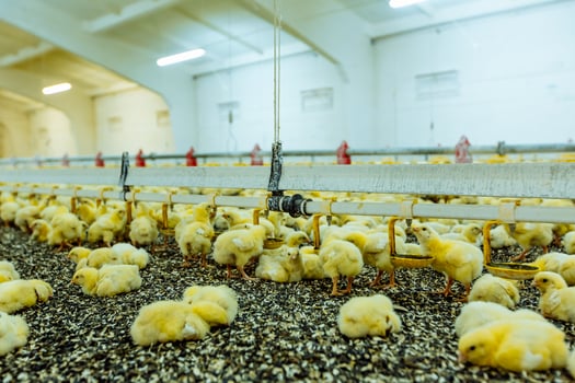 Indoors chicken farm, chicken feeding. Group of young chicken photo