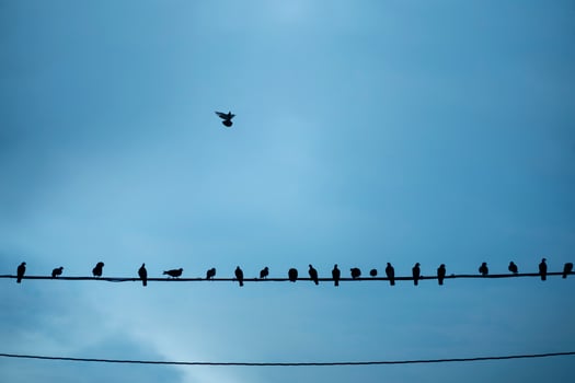 Silhouettes of birds sitting on wires over blue sky photo