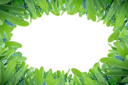 Plumeria leaves, White circle shape isolated background. Blank space photo