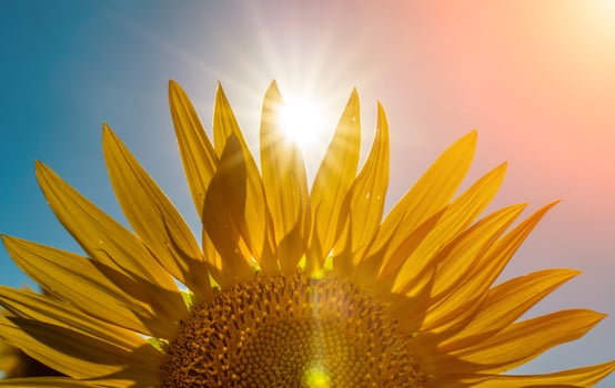 Half of a sunflower flower against a blue sky. The sun shines through the yellow petals. Agricultural cultivation of sunflower for cooking oil. photo