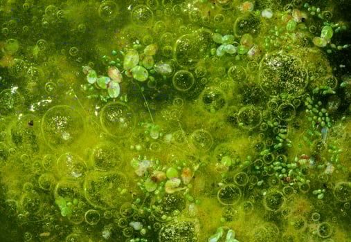 Freshwater algae Spirogyra release oxygen into the air, oxygen synthesis in water bodies photo