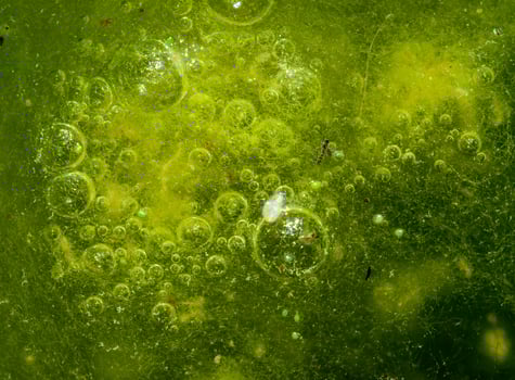 Freshwater algae Spirogyra release oxygen into the air, oxygen synthesis in water bodies photo