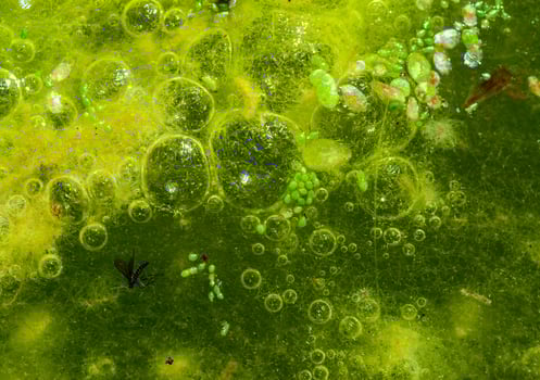 Freshwater algae Spirogyra release oxygen into the air, oxygen synthesis in water bodies photo