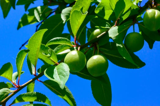 Plum branch with green fruits against a background of blue sky photo
