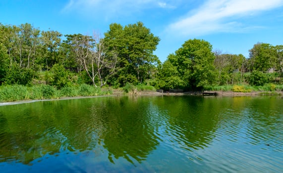 Green lake reflecting the trees on its bank on a sunny day photo