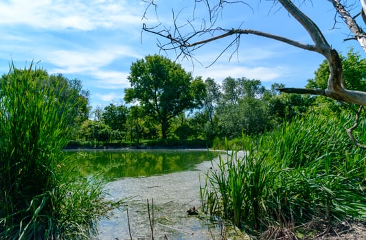 A tranquil pond surrounded by lush green grass and trees photo