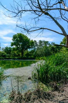 A tranquil pond surrounded by lush green grass and trees photo