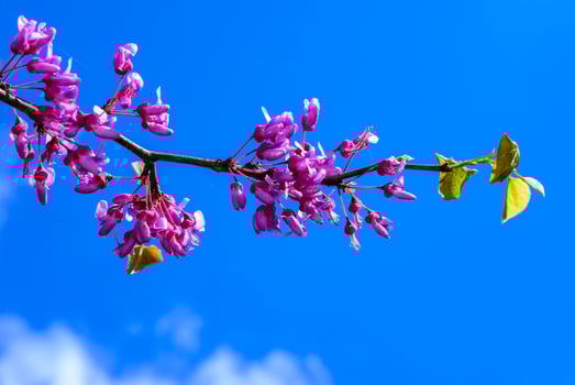 Cercis canadensis - tree branch with pink flowers against the blue sky in the garden photo