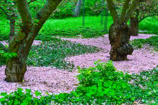 Japanese flowering cherry tree. Falled petals Sakura under the trees in the garden photo