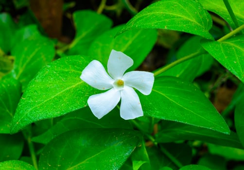 Vinca minor - A groundcover plant with white asymmetric petals in a flower photo