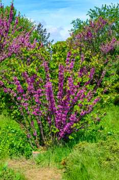 Cercis siliquastrum - close-up of a flowering tree branch in spring photo
