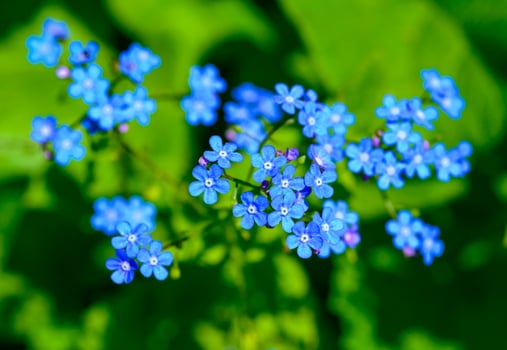 Brunnera sp. - garden plant with delicate blue flowers against photo