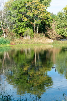 Palette of colors in the reflection of green trees in the water in a lake photo