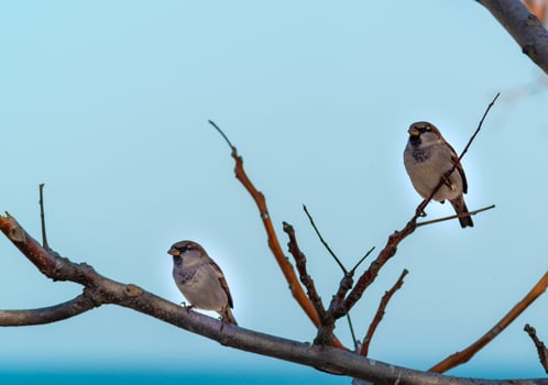 The house sparrow Passer domesticus with a white neck and white paws rests photo