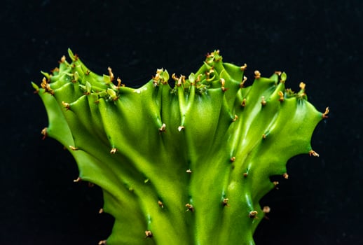 Euphorbia lactea Cristata form, succulent plant from the collection, close up photo