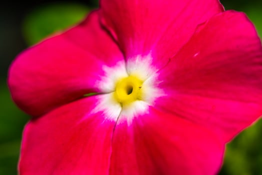 Catharanthus roseus - close-up of flowers of a plant with red petals photo