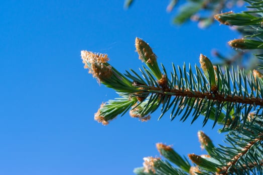 Young growing branches of a Christmas tree against a background of blue sky photo