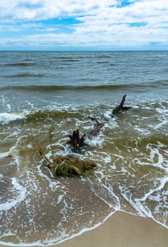 Consequences of the Accident at the Kakhovka power plant, pollution of the beaches of Odessa with garbage and plant remains brought by water photo