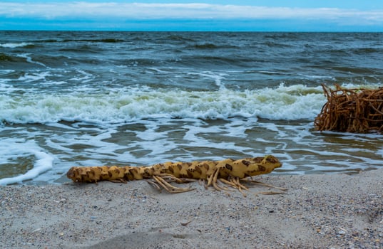 The explosion of the dam of the Kakhovka power plant, garbage and roots of the water plant water lily thrown onto the beaches of Odessa photo