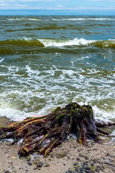 A large tree stump sailed with garbage after the explosion of the Kakhovskaya hydroelectric power station on the beach of Odessa photo