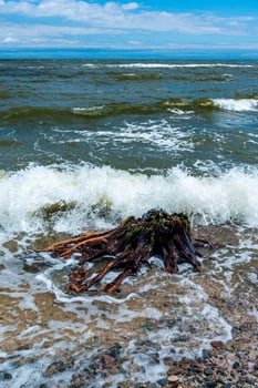 A large tree stump sailed with garbage after the explosion of the Kakhovskaya hydroelectric power station on the beach of Odessa photo