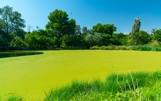 Aquatic plants floating on the surface of the water Pistia stratiotes among duckweed and Wolffia photo