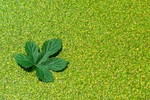 Floating leaf in a pond overgrown with floating duckweed and Wolffia plants photo