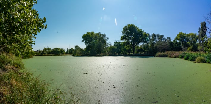 The water surface of a dirty lake is covered with floating plants Wolffia arrhiza and Lemna turionifera photo