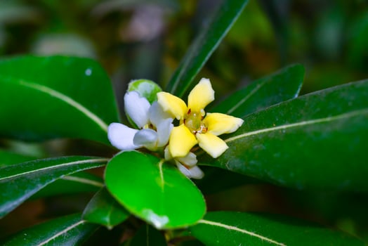 Pittosporum tobira - yellow five-petalled flowers of a tropical plant from the collection of a botanical garden photo