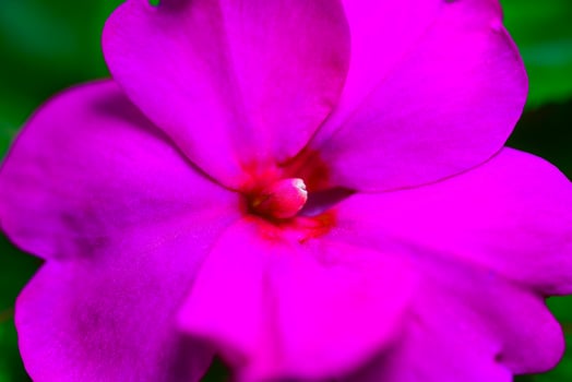 Impatiens Balsaminaceae - ornamental garden plant with bright red flowers in a botanical garden photo