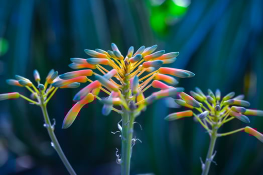 Close-up, inflorescence of succulent plant Kalanchoe tubiflora photo