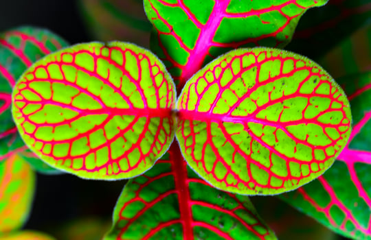 Fittonia nerve plant - ornamental plant with bright leaves with red veins photo