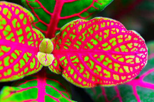 Fittonia nerve plant - ornamental plant with bright leaves with red veins photo