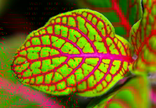 Fittonia - nerve plant - ornamental plant with bright leaves with red veins photo