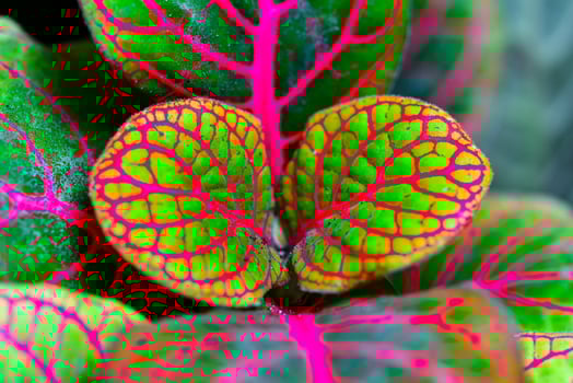 Fittonia - nerve plant - ornamental plant with bright leaves with red veins photo