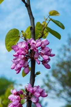 Cercis siliquastrum - blooming Branch with pink flowers against the sky in a garden in Odessa photo