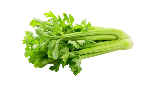 celery isolated on white background photo