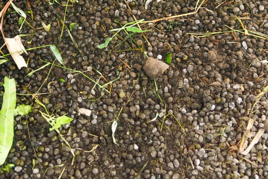 Goat Manure which can be used as organic fertilizer for plants photo