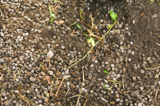 Goat Manure which can be used as organic fertilizer for plants photo