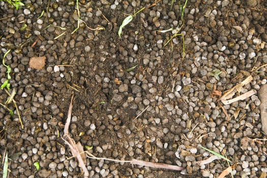 Goat Manure which can be used as organic fertilizer for plants photo