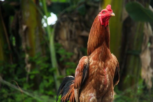 A rooster standing upright in a place proudly photo