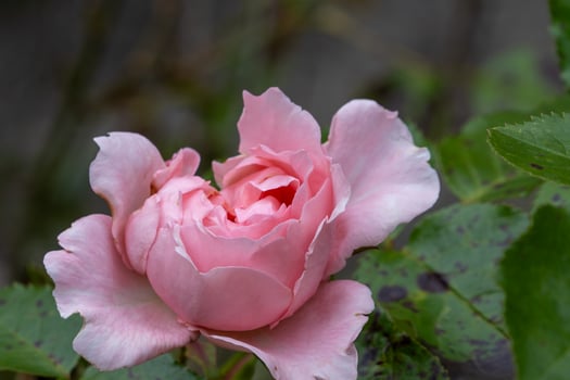 Pink Roses in Full Bloom photo