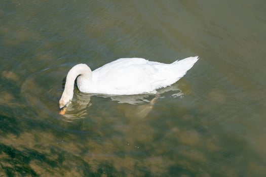 Graceful Cygnet in Swiss Waters photo