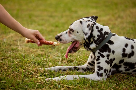 girl gives bone to dalmatian dog, dog food photo