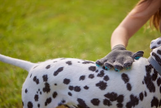 girl combing the hair of a dog Dalmatian in the park, caring for a dog photo